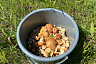 Саратовцы собирают грибы ящиками и ведрами